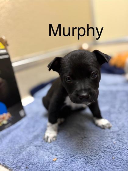 Murphy