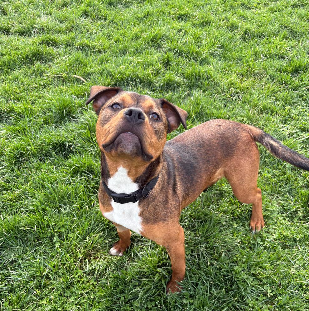 Enlarge REBA: 1 yr FREE Heartworm Prevention Included!, a Adoptable mixed breed in Rochester, IN image 1/4