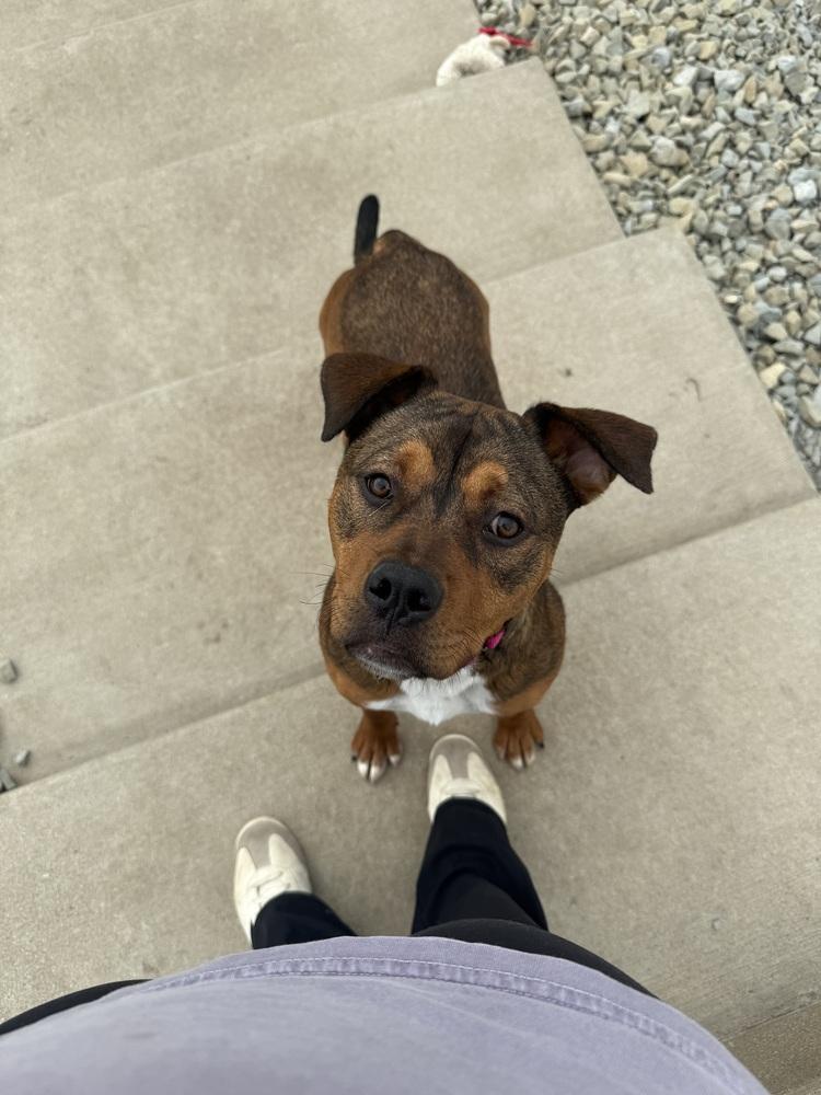 Enlarge REBA: 1 yr FREE Heartworm Prevention Included!, a Adoptable mixed breed in Rochester, IN image 2/4