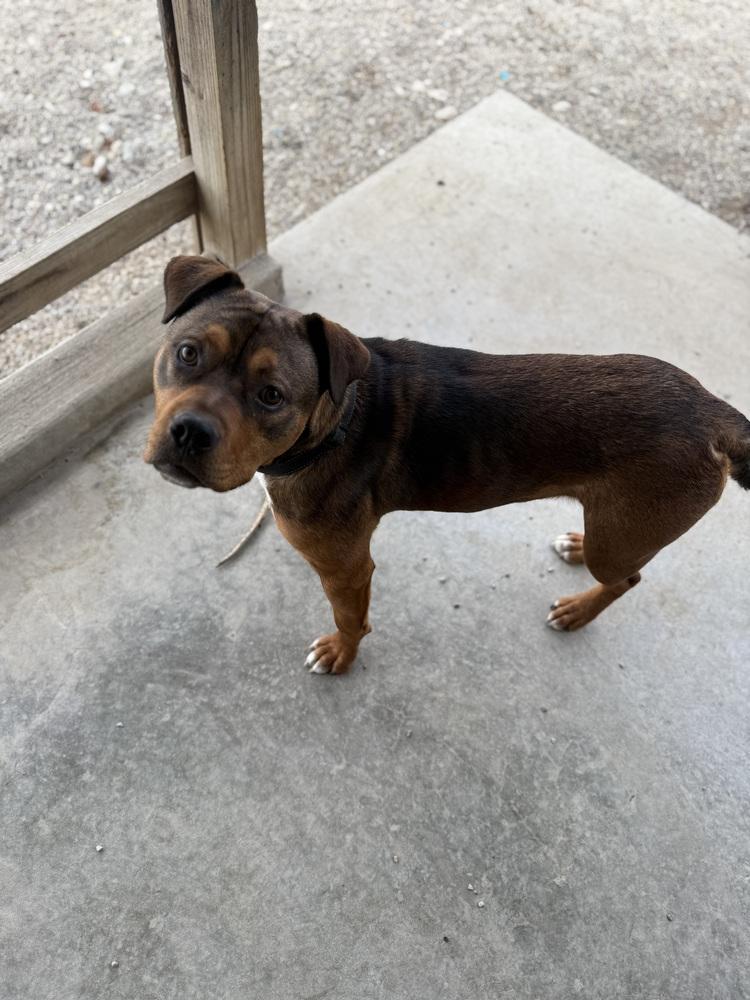Enlarge REBA, a Adoptable mixed breed in Rochester, IN image 1/2