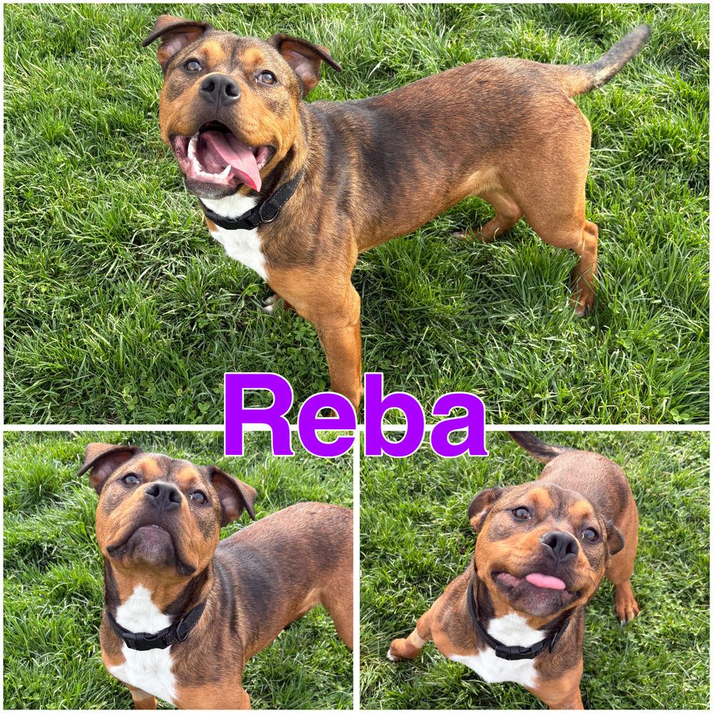 REBA: $0 to Adopt + 1 yr FREE Heartworm Prevention Included!, a Adoptable mixed breed in Rochester, IN image 4/5