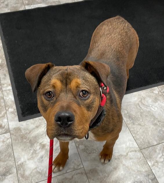 Enlarge REBA, a Adoptable mixed breed in Rochester, IN image 2/2