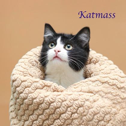 Enlarge Kitmass, a Adoptable mixed breed in Parma, OH image 1/2