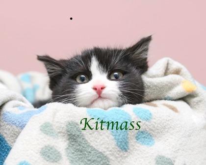 Enlarge Kitmass, a Adoptable mixed breed in Parma, OH image 2/2
