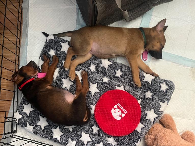 Enlarge David Bowie, a ADOPTABLE mixed breed in West Hollywood, CA image 6/6