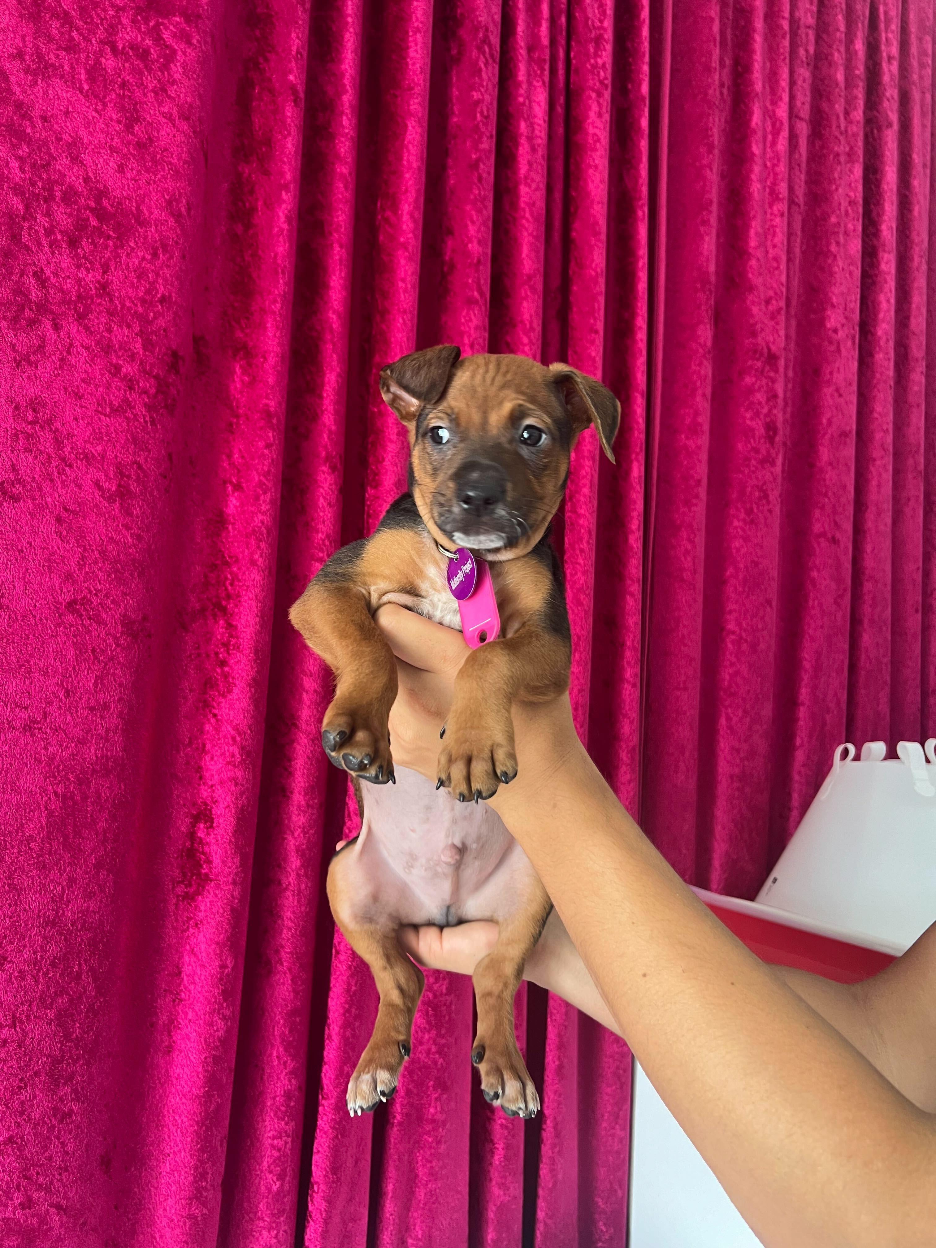Enlarge David Bowie, a ADOPTABLE mixed breed in West Hollywood, CA image 1/6