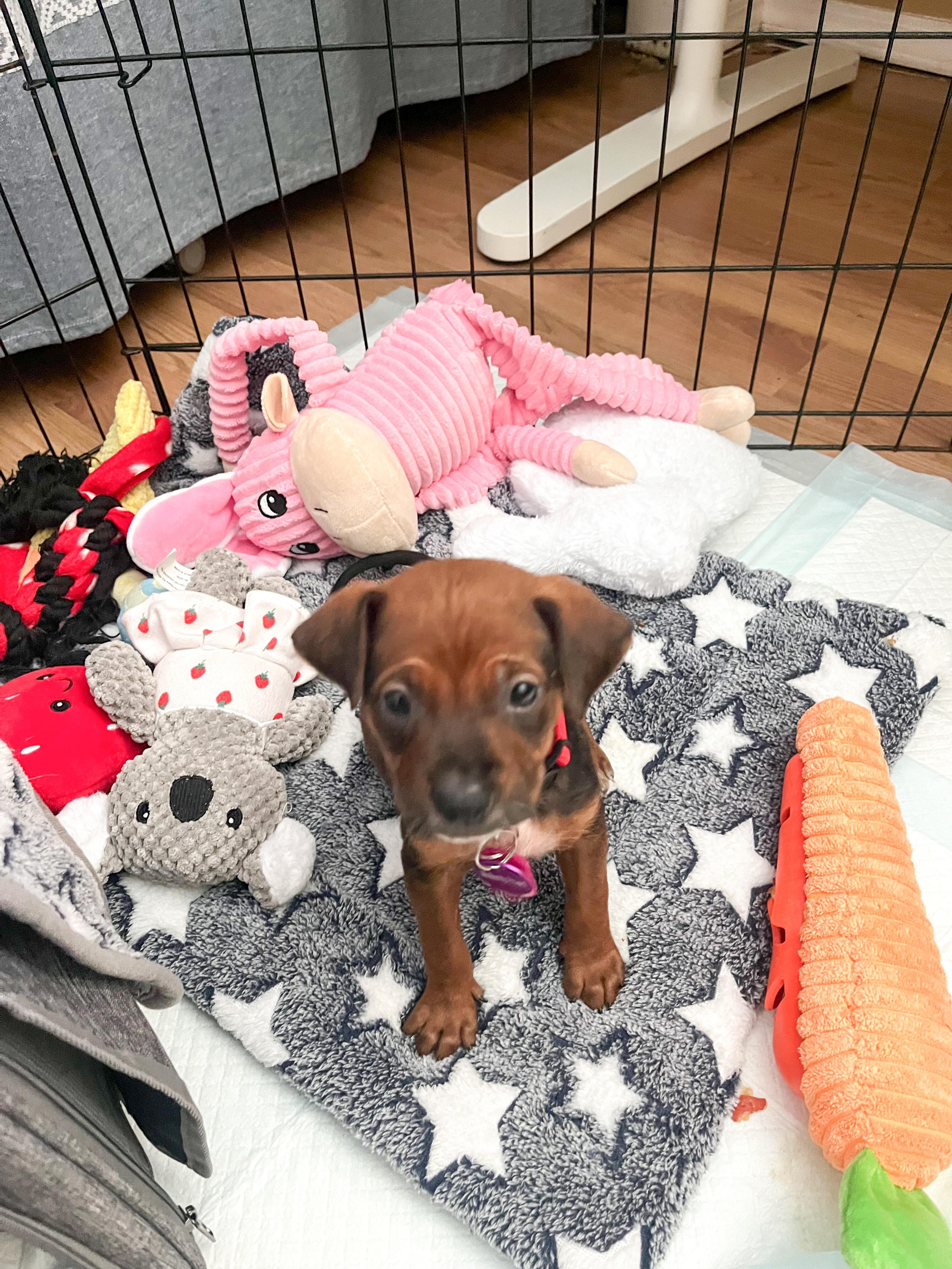Enlarge David Bowie, a ADOPTABLE mixed breed in West Hollywood, CA image 2/6