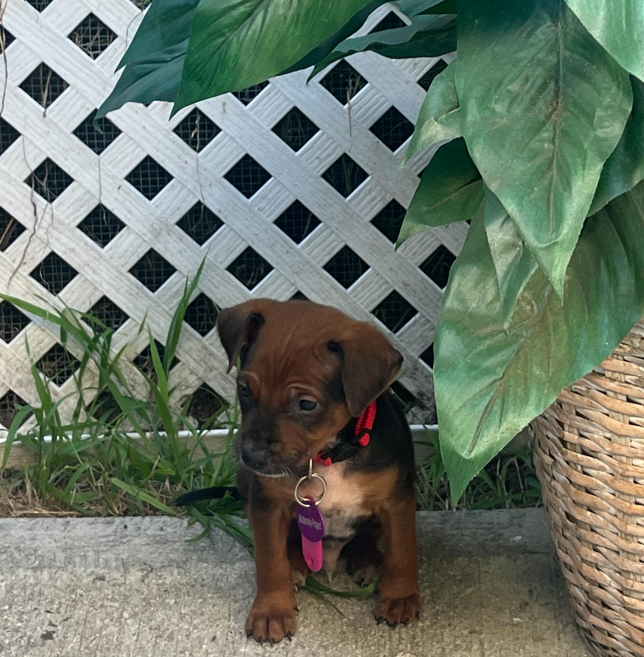 Enlarge David Bowie, a ADOPTABLE mixed breed in West Hollywood, CA image 5/6