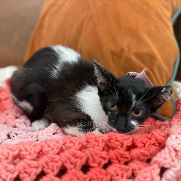 Daisy Boo — thumbnail 2