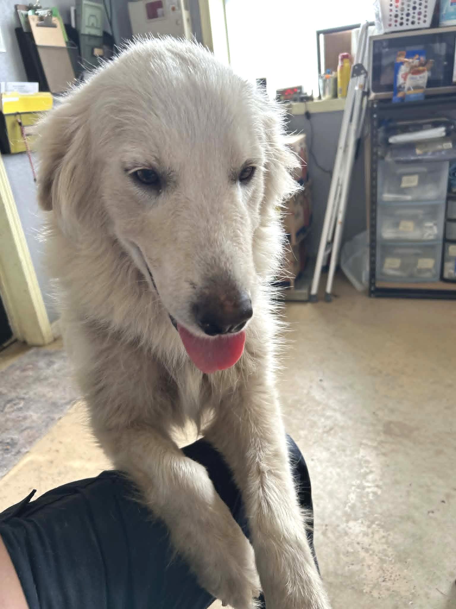 Enlarge Josephine SAT, a Adoptable mixed breed in Quinlan, TX image 2/6