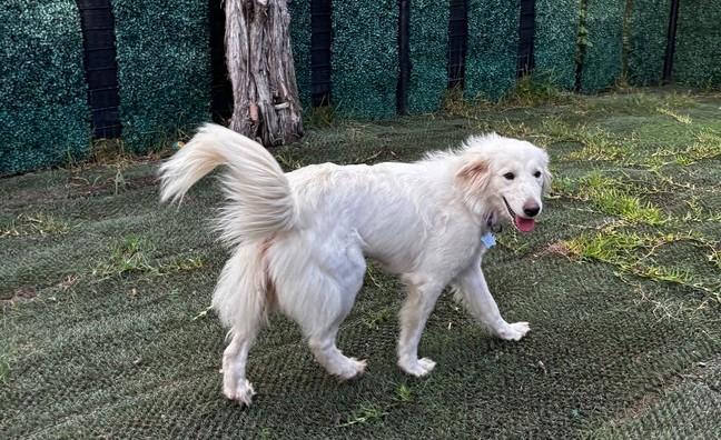 Enlarge Josephine SAT, a Adoptable mixed breed in Quinlan, TX image 4/6