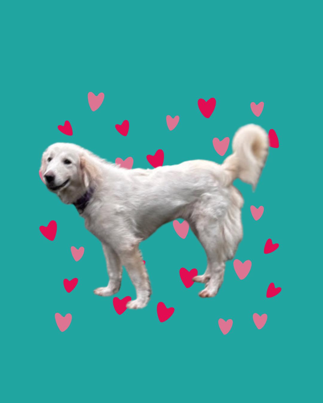 Enlarge Josephine SAT, a Adoptable mixed breed in Quinlan, TX image 5/6