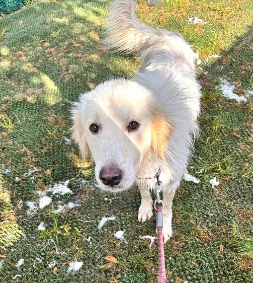 Enlarge Josephine SAT, a Adoptable mixed breed in Quinlan, TX image 6/6