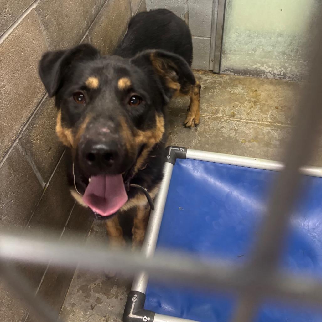 Enlarge Duke, a Adoptable German Shepherd Dog in Brookfield, MO image 1/1