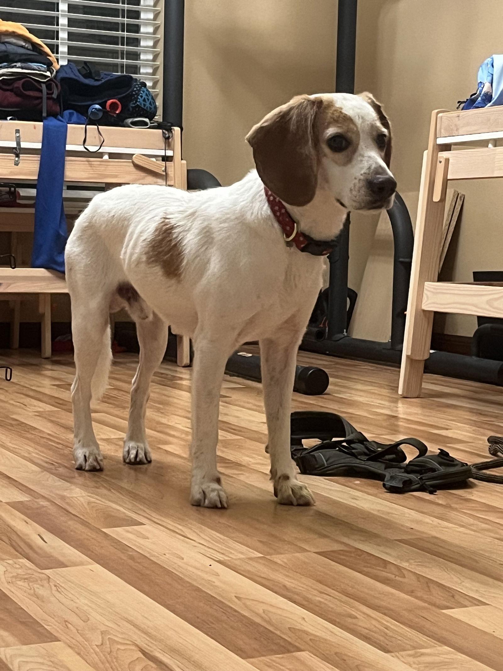 Buddy the Elf, a Adopted Beagle in Tampa, FL image 1/3