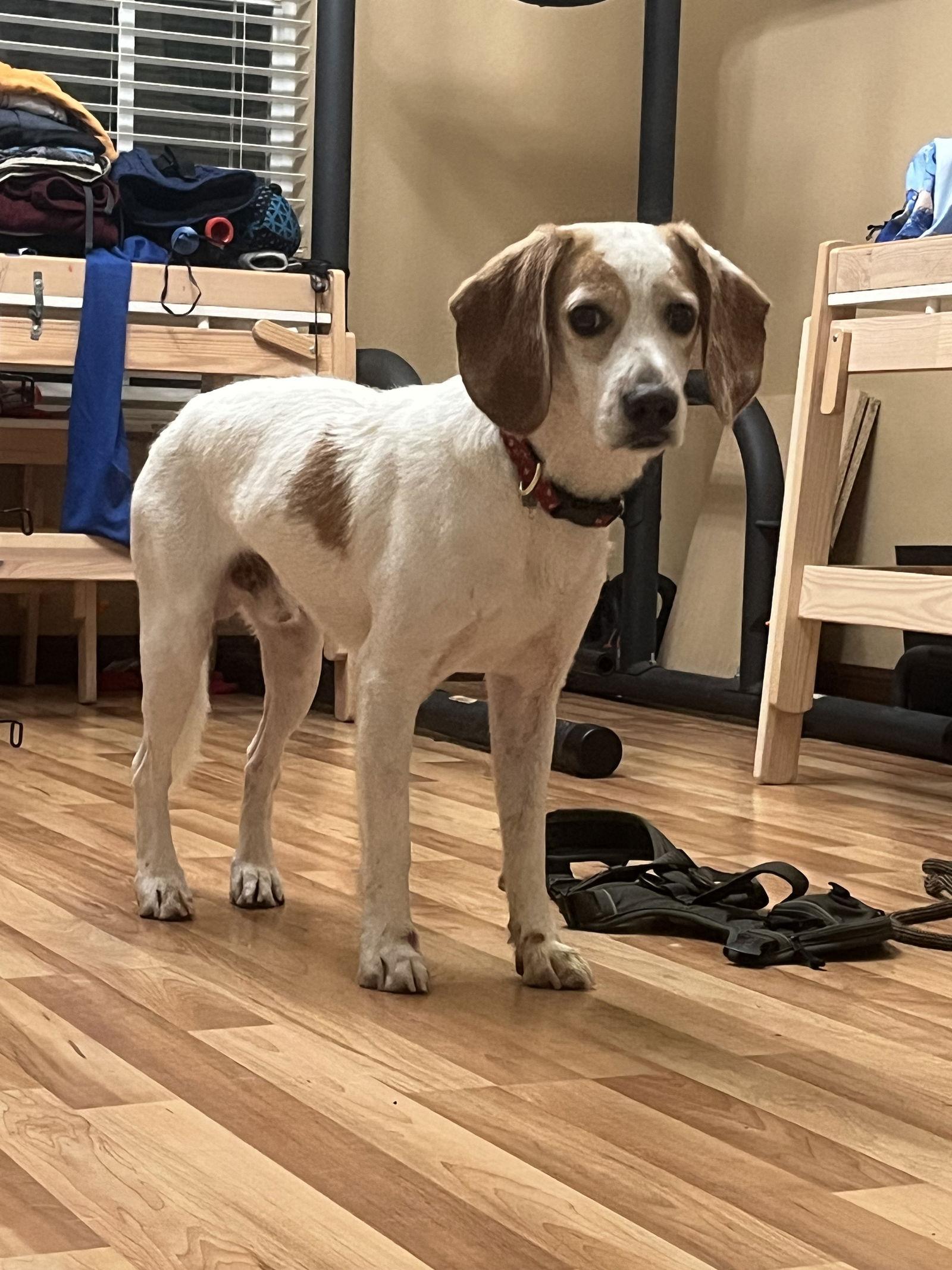 Buddy the Elf, a Adopted Beagle in Tampa, FL image 3/3