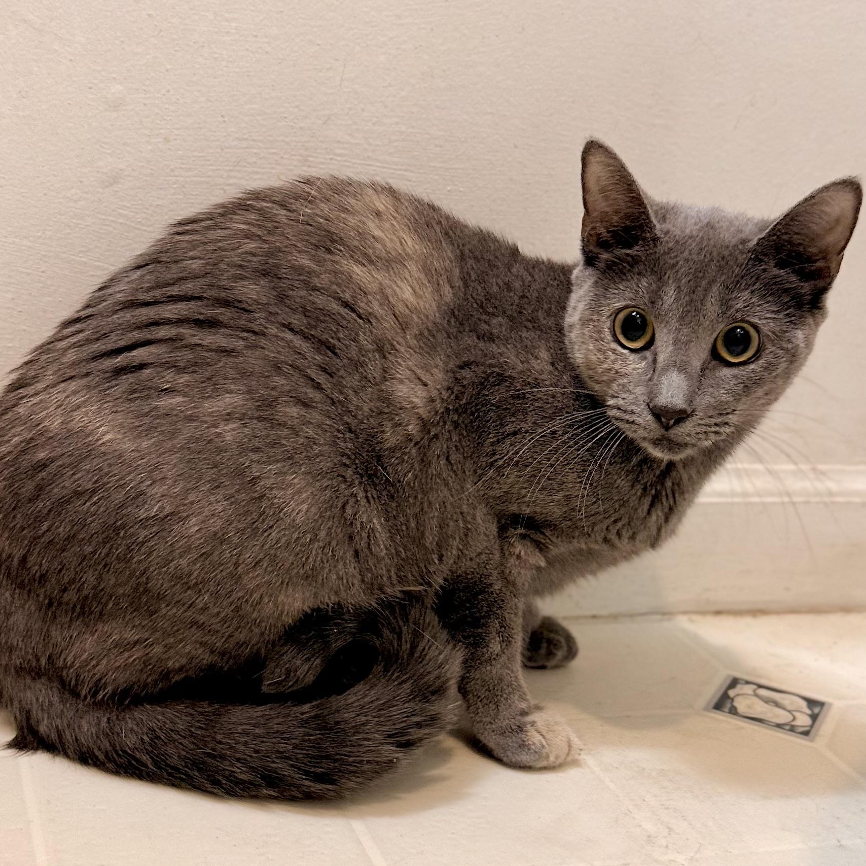 Saltine, adoptable, Kitten Female Domestic Short Hair.