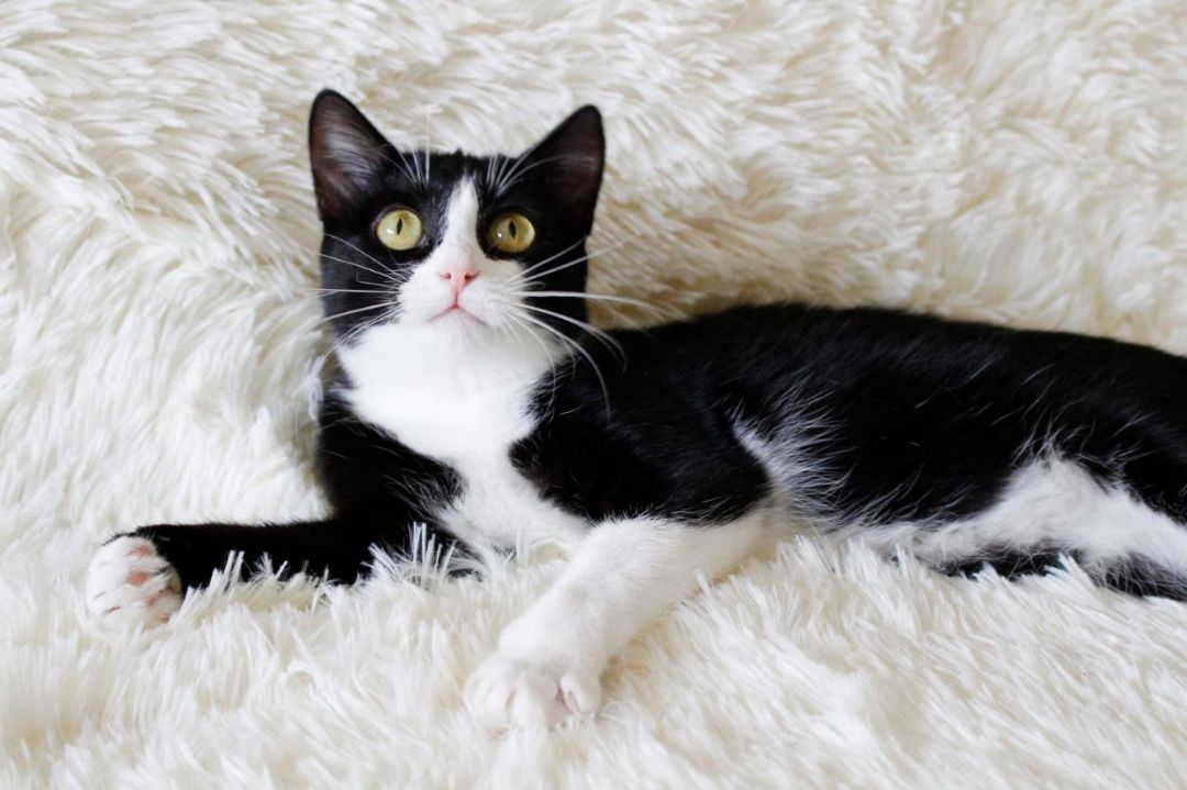 Blanca, Adopted, Kitten Female Domestic Short Hair.