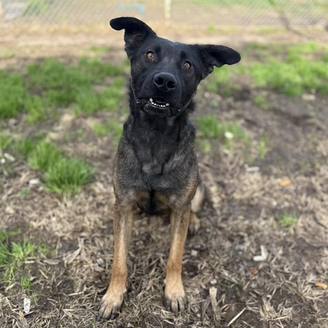 MAX, Adoptable, Young Male German Shepherd Dog & Belgian Shepherd / Malinois.