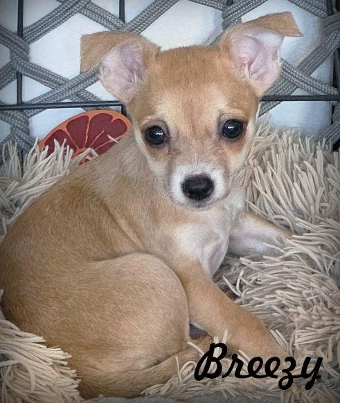 Enlarge Breezy, a Adoptable Chihuahua in Anaheim Hills, CA image 1/3
