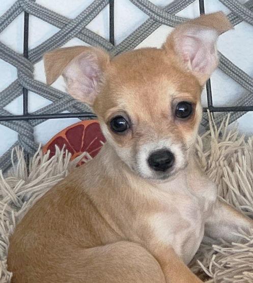 Enlarge Breezy, a Adoptable Chihuahua in Anaheim Hills, CA image 2/3