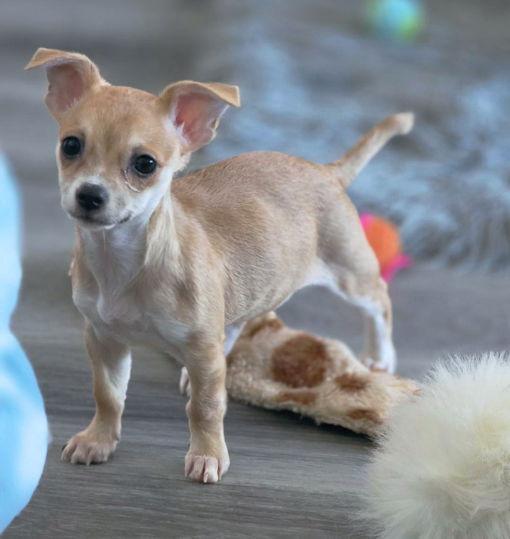 Enlarge Breezy, a Adoptable Chihuahua in Anaheim Hills, CA image 3/3