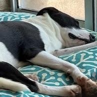 Enlarge charlotte, a Adoptable mixed breed in jackson, TN image 1/6