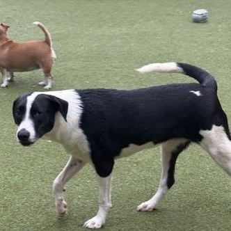 Enlarge charlotte, a Adoptable mixed breed in jackson, TN image 2/6