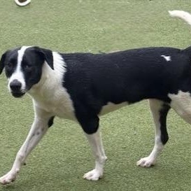 Enlarge charlotte, a Adoptable mixed breed in jackson, TN image 3/6