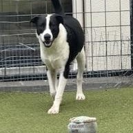 Enlarge charlotte, a Adoptable mixed breed in jackson, TN image 4/6