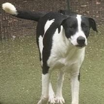 Enlarge charlotte, a Adoptable mixed breed in jackson, TN image 5/6