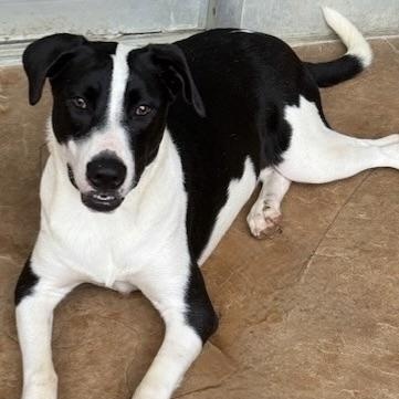 Enlarge charlotte, a Adoptable mixed breed in jackson, TN image 6/6