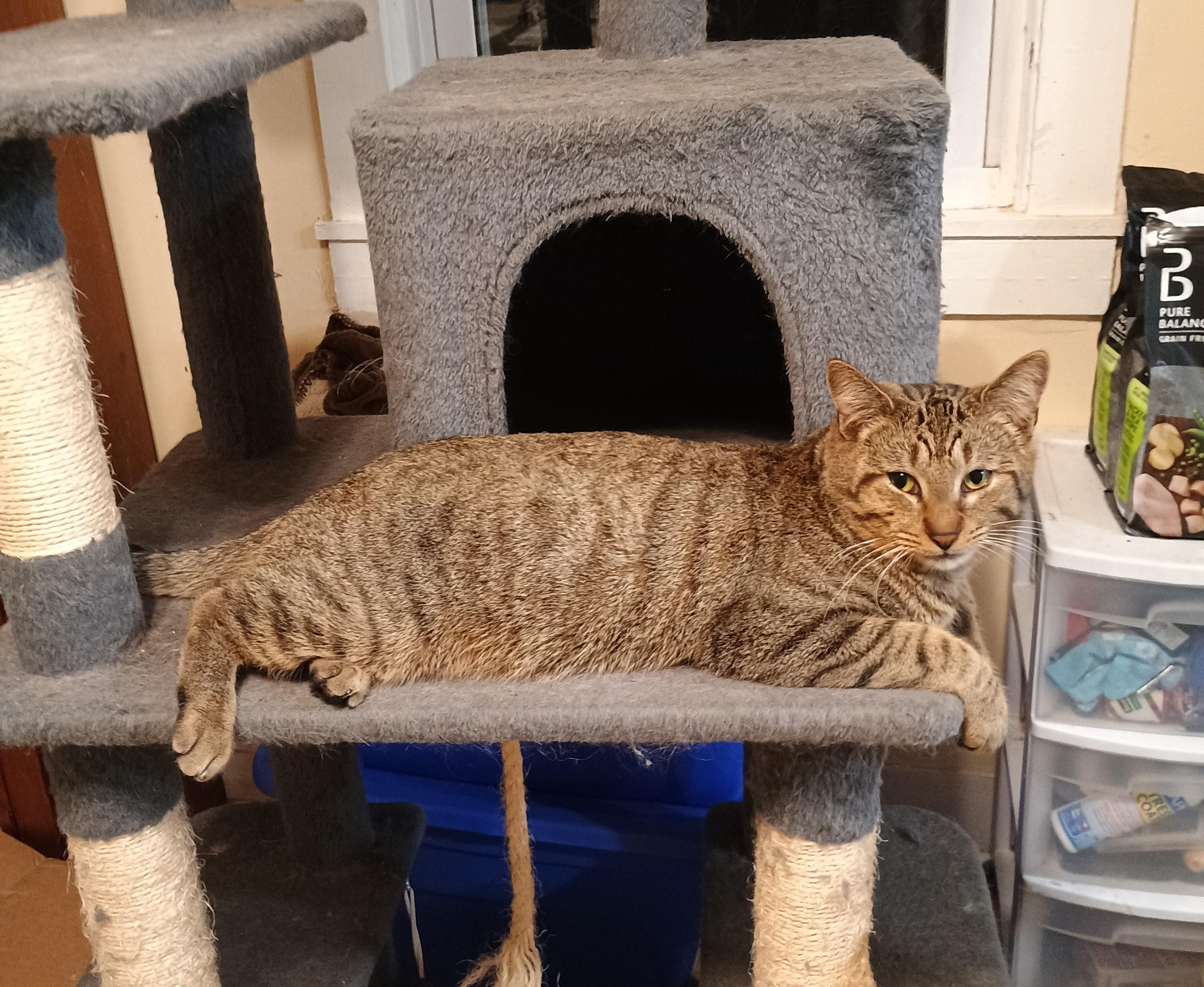 Toby - friendly & playful, adopted, Adult Male Domestic Short Hair.