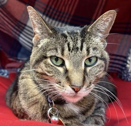 Enlarge Effie, an adoptable mixed breed in Lansing, MI image 2/2