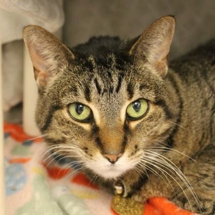 Enlarge Effie, an adoptable mixed breed in Lansing, MI image 1/2