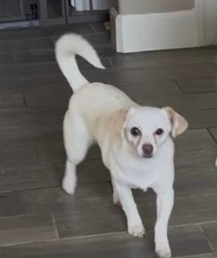 Enlarge Rex, a ADOPTABLE mixed breed in Scottsdale, AZ image 1/1