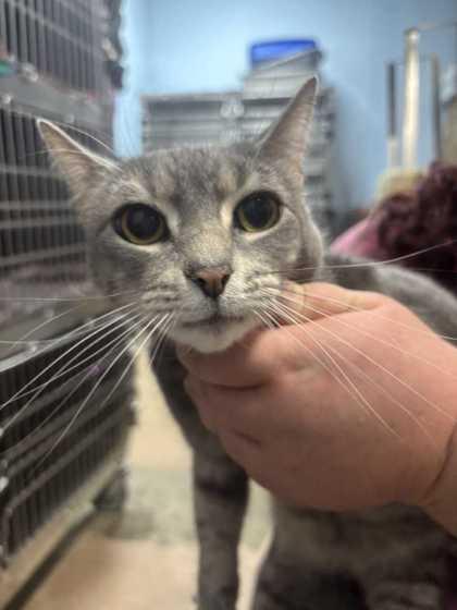 Moon, Adoptable, Adult Female Domestic Short Hair & Domestic Short Hair.