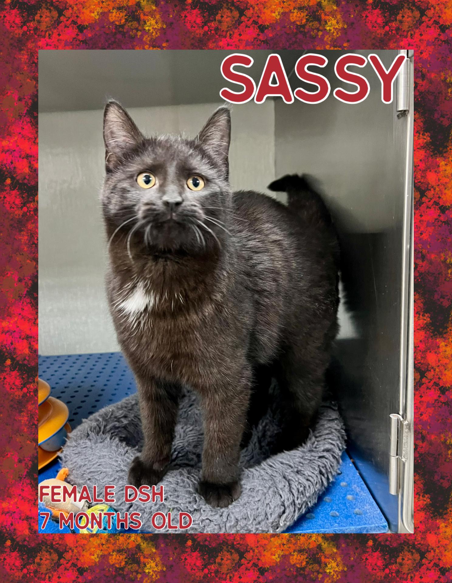 Sassy, ADOPTABLE, Young Female Domestic Short Hair.