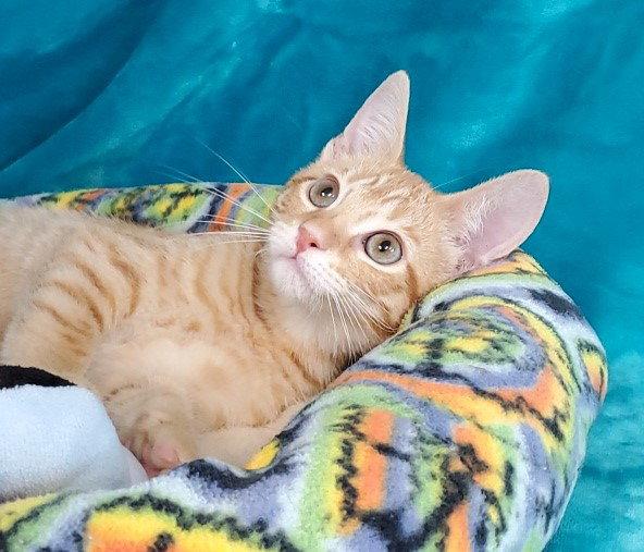Riley, Adopted, Kitten Male Domestic Medium Hair.