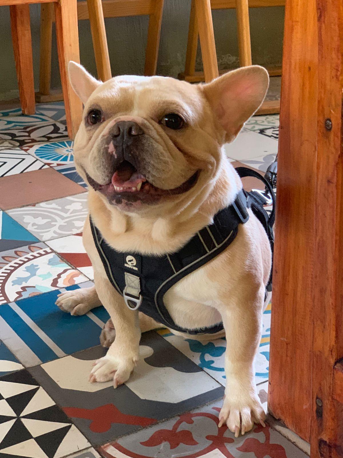 Guero, an adopted mixed breed in Sherwood, OR image 3/6