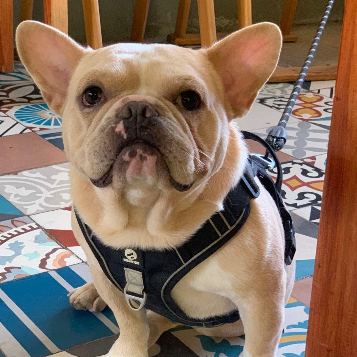 Guero, an adopted mixed breed in Sherwood, OR image 2/6