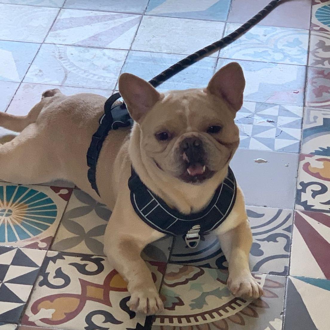 Guero, an adopted mixed breed in Sherwood, OR image 5/6