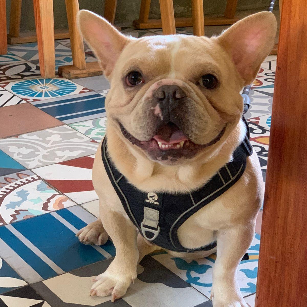 Guero, an adopted mixed breed in Sherwood, OR image 6/6