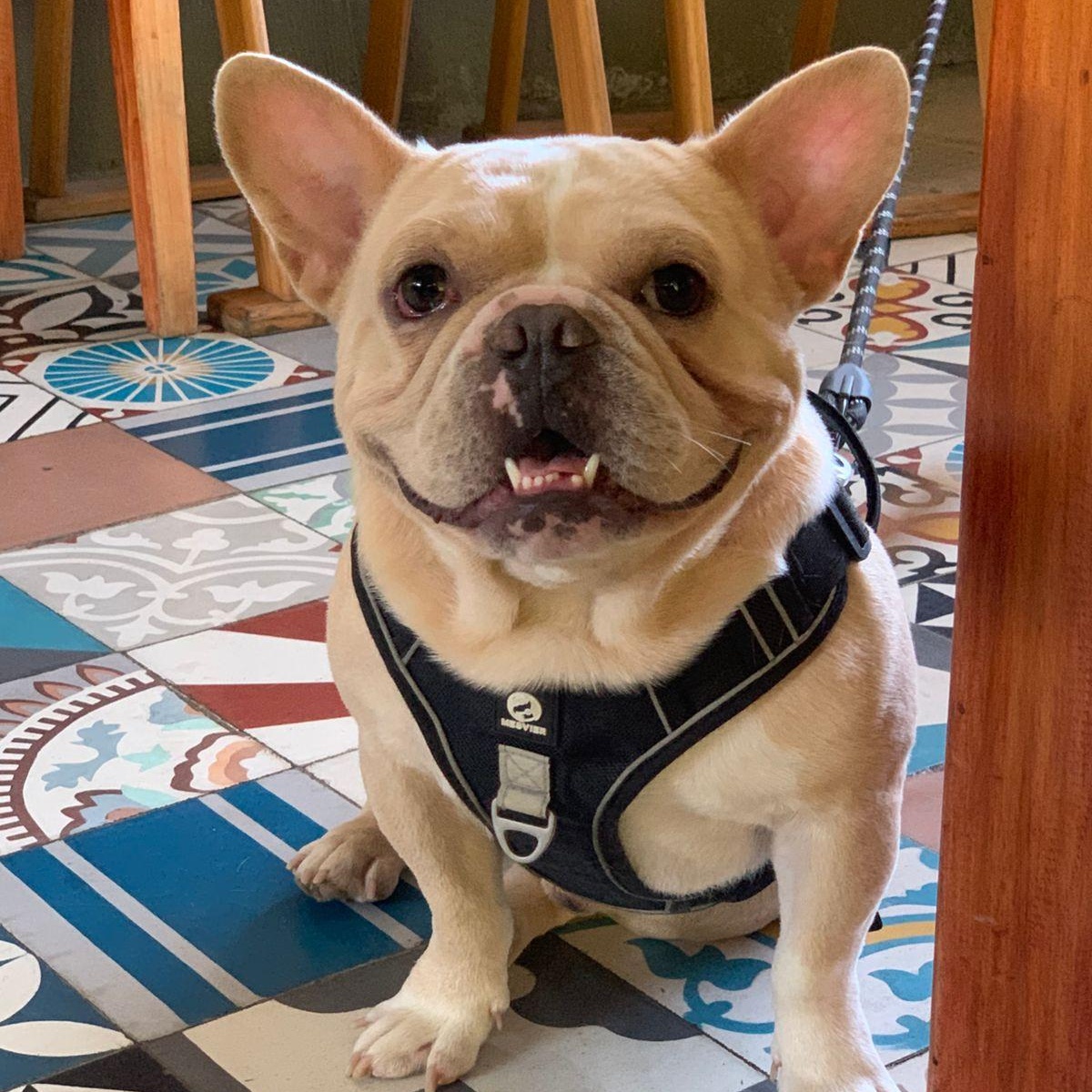 Guero, an adopted mixed breed in Sherwood, OR image 1/6