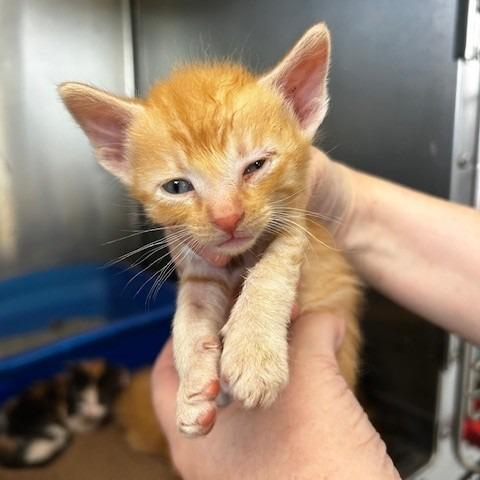 Enlarge BK, a Adoptable American Shorthair in Poplar Bluff, MO image 1/3