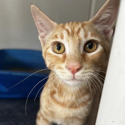 Enlarge BK, a Adoptable American Shorthair in Poplar Bluff, MO image 2/3