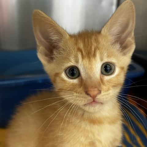 Enlarge BK, a Adoptable American Shorthair in Poplar Bluff, MO image 3/3