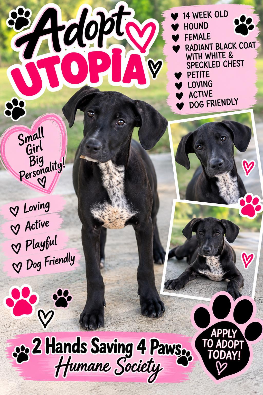 Utopia, Adoptable, Puppy Female Hound.
