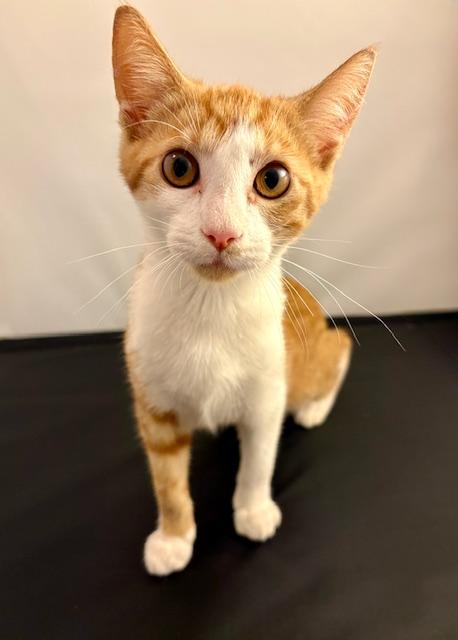 Nacho, a Adoptable Domestic Short Hair in Sweetwater, TN image 1/4