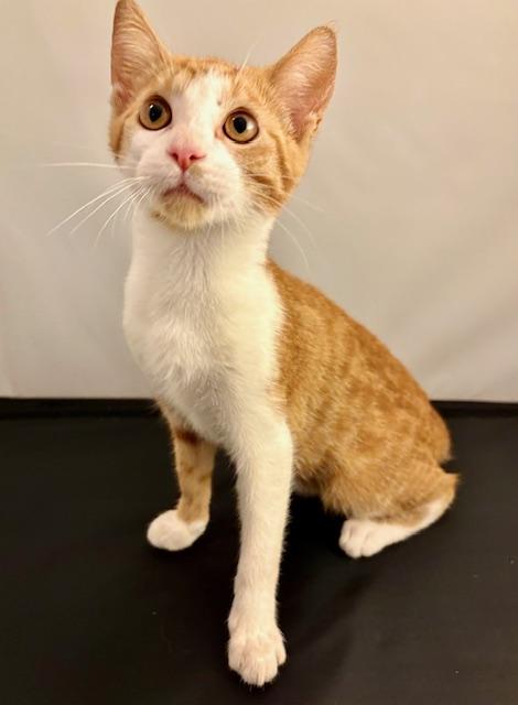 Nacho, a Adoptable Domestic Short Hair in Sweetwater, TN image 2/4